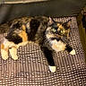 animal, black_fur, bright_eyes, calico_cat, cat, cushion, feline, fluffy, home, indoors, long_hair, lying_down, orange_fur, patterned_fabric, pet, portrait, sitting, sofa, whiskers, white_paws