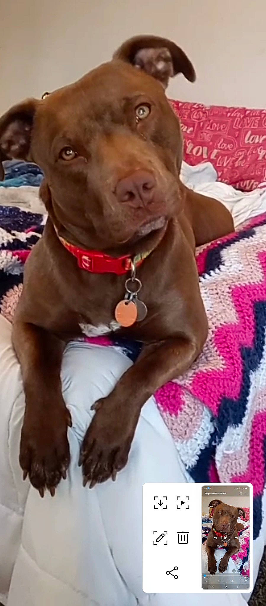 Akadia joined the competition — help win amazing prizes! canidae, carnivore, collar, companion_dog, dog, dog_breed, dog_collar, dog_supply, fashion_accessory, fawn, fur, leash, liver, magenta, pet_supply, pink, snout, sporting_group, whiskers, working_animal