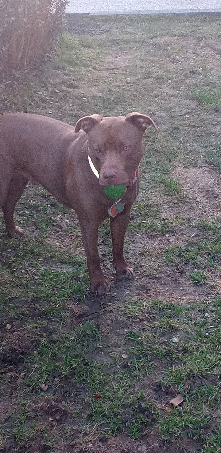 Akadia joined the competition — help win amazing prizes! canidae, carnivore, collar, companion_dog, dog, dog_breed, dog_collar, fawn, grass, guard_dog, gun_dog, hunting_dog, liver, non_sporting_group, snout, sporting_group, tail, terrestrial_animal, working_animal