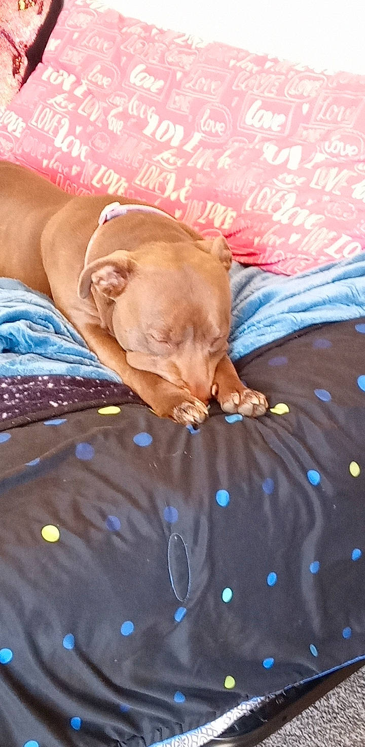 Akadia joined the competition — help win amazing prizes! bed, bed_sheet, bedding, bedroom, bedtime, comfort, electric_blue, fawn, felidae, fur, happy, human_leg, linens, nap, orange, pattern, textile, whiskers, wood, wrinkle