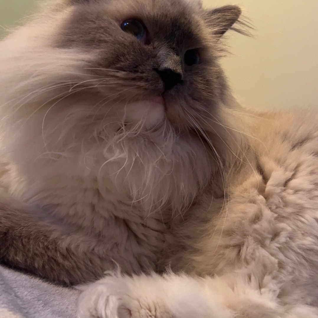 Mocha joined the competition — help win amazing prizes! abyssinian, angora, animal, canine, cat, dog, hardwood, homedecor, kitten, linen, manx, pet, siamese, towel, wood