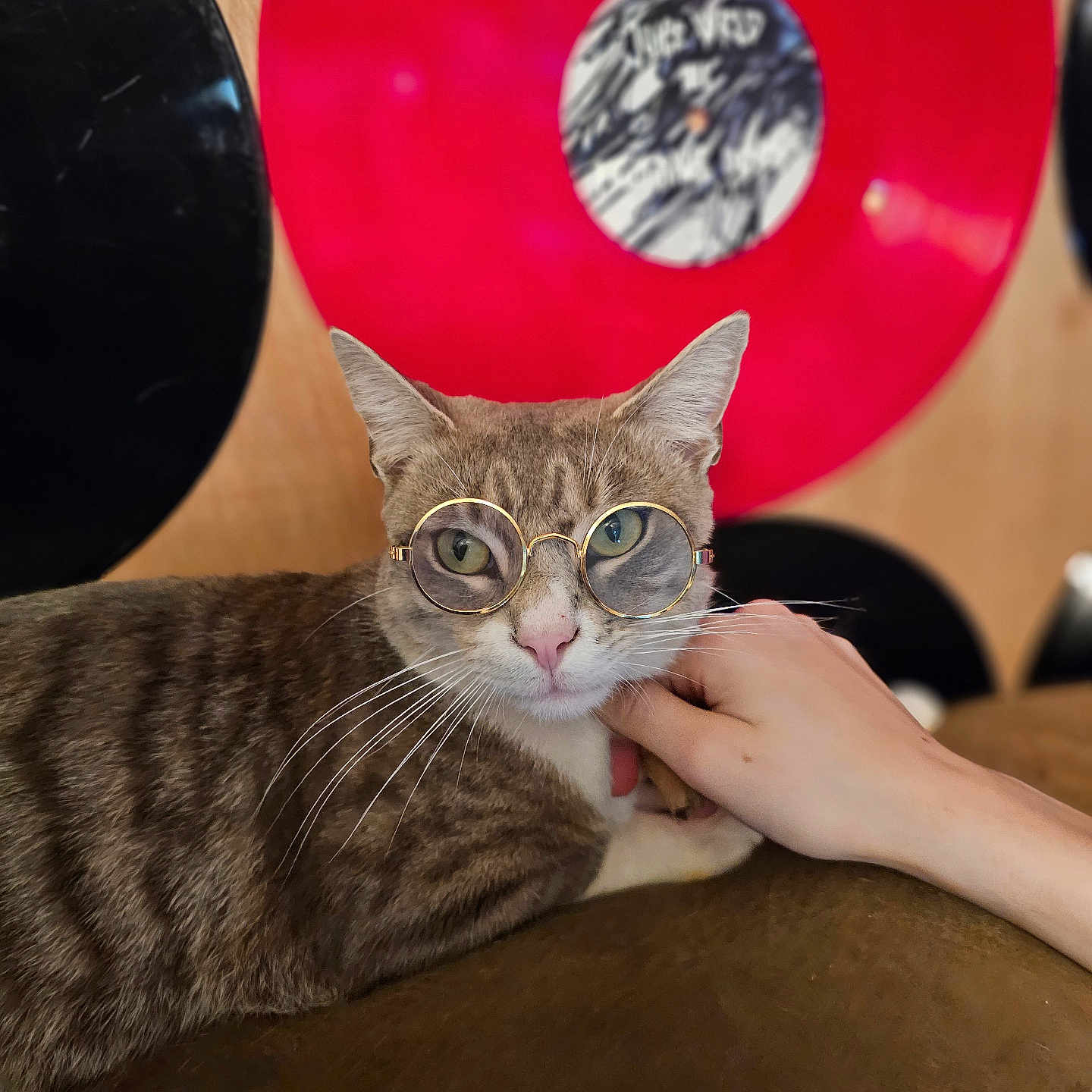 Mochi joined the competition — help win amazing prizes! abyssinian, animal, bodypart, cat, couch, face, finger, furniture, hand, head, indoors, interiordesign, kitten, manx, person, pet, photography, portrait, sphere, wood
