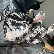 Bambi is registered to the contest to win money with this photo: dog, puppy, french_bulldog, marbled_coat, pet, animal, cute, tongue_out, curled_up, resting, indoors, person, clothing, zipper, bag, black_bag, gray_clothing, close_up, companion, relaxed