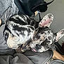 dog, puppy, french_bulldog, marbled_coat, pet, animal, cute, tongue_out, curled_up, resting, indoors, person, clothing, zipper, bag, black_bag, gray_clothing, close_up, companion, relaxed