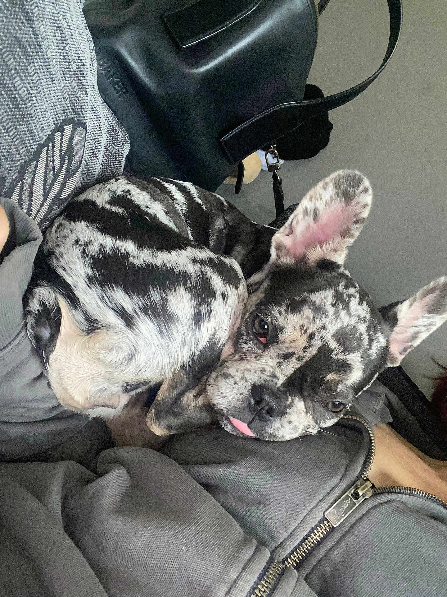 Bambi is registered to the contest to win money with this photo: dog, puppy, french_bulldog, marbled_coat, pet, animal, cute, tongue_out, curled_up, resting, indoors, person, clothing, zipper, bag, black_bag, gray_clothing, close_up, companion, relaxed