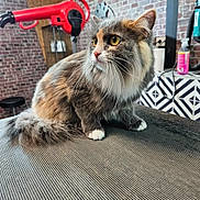 Mya a rejoint le concours — aidez-le/la à gagner de superbes lots ! cat, fluffy, long_hair, tricolor, gray_fur, white_fur, brown_fur, yellow_eyes, whiskers, sitting, grooming_salon, hair_dryer, indoor, portrait, pet, animal, brick_wall, patterned_background, countertop, sharp_focus