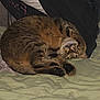 Symba participe au concours pour gagner de l'argent avec cette photo : animal, bed, cat, claws, cozy, curled_up, cute, cute_face, domestic, feline, fur, indoor, nap, pet, pillow, resting, sleeping, soft, tabby, whiskers