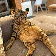 Symba a rejoint le concours — aidez-le/la à gagner de superbes lots ! animal, beige, cat, couch, cozy, cute, domestic, feline, fur, furniture, green_eyes, household, indoor, living_room, lounge, modern_interior, pet, relaxed, tabby_cat, whiskers