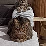 animal, blanket, cat, couch, cozy, cute, domestic, ears, feline, fur, furniture, household, indoor, living_room, pet, relaxed, resting, tabby_cat, two_cats, whiskers