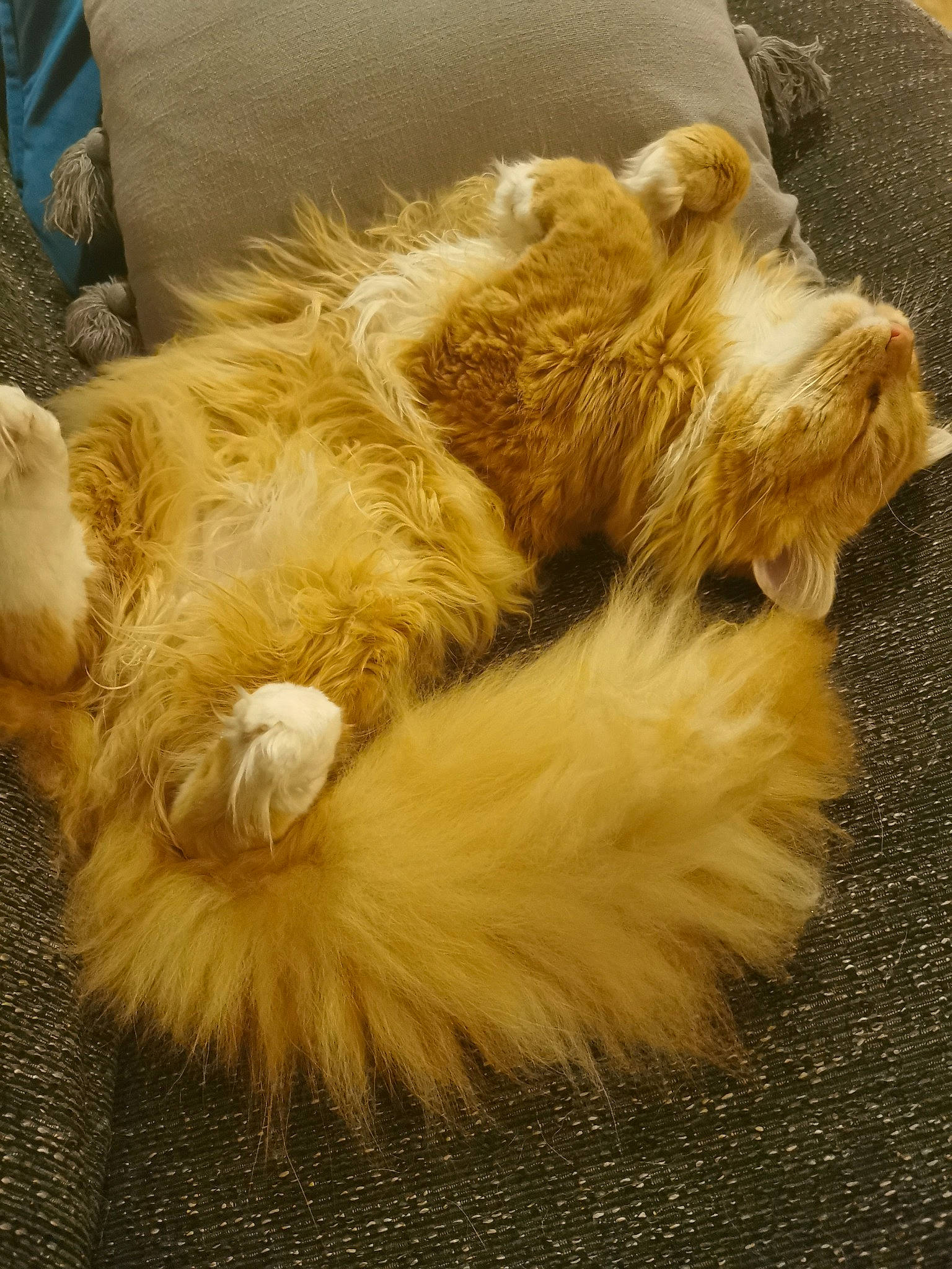 Quentin is registered to the contest to win money with this photo: canidae, carnivore, claw, comfort, companion_dog, dog, dog_breed, fawn, felidae, fur, human_leg, paw, small_terrier, small_to_medium_sized_cats, snout, sporting_group, tail, terrier, toy_dog, whiskers