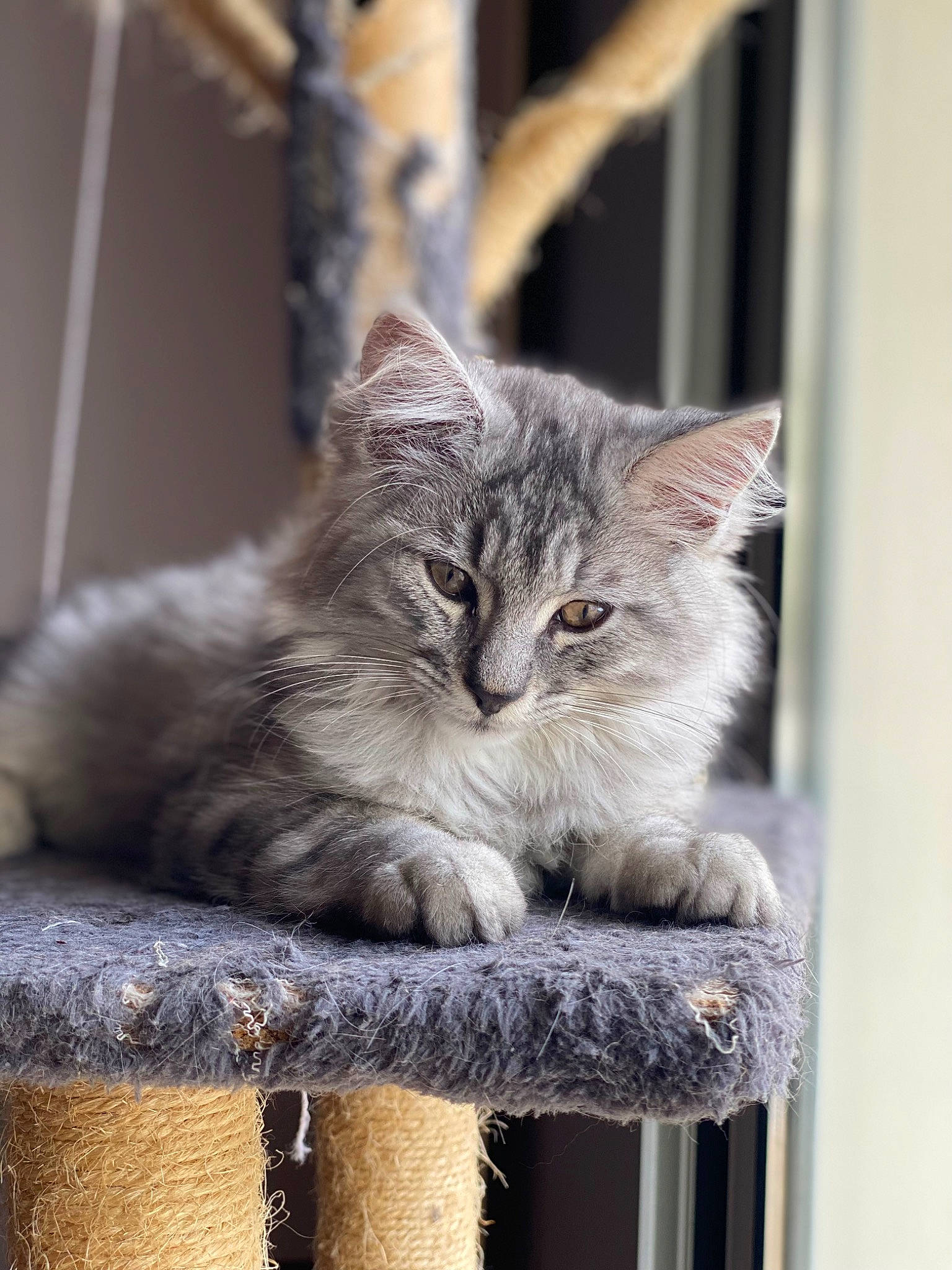 Perle a rejoint le concours — aidez-le/la à gagner de superbes lots ! carnivore, cat, claw, domestic_short_haired_cat, felidae, fur, plant, sitting, small_to_medium_sized_cats, snout, tail, terrestrial_animal, tree, whiskers, wildlife, window, wood