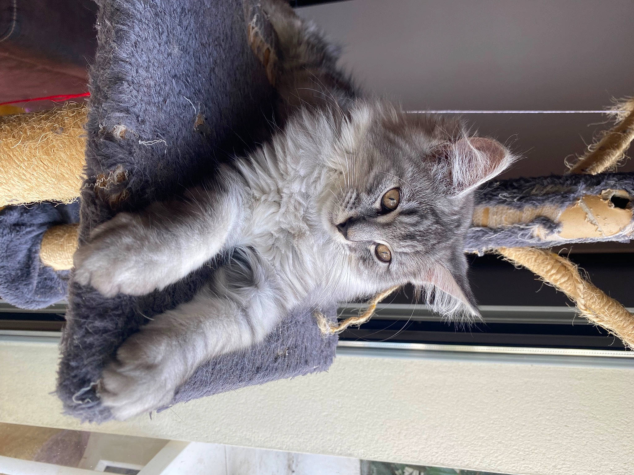 Perle participe au concours pour gagner de l'argent avec cette photo : carnivore, cat, claw, domestic_short_haired_cat, felidae, fur, gesture, grey, mammal, paw, russian_blue, small_to_medium_sized_cats, snout, tail, whiskers, window