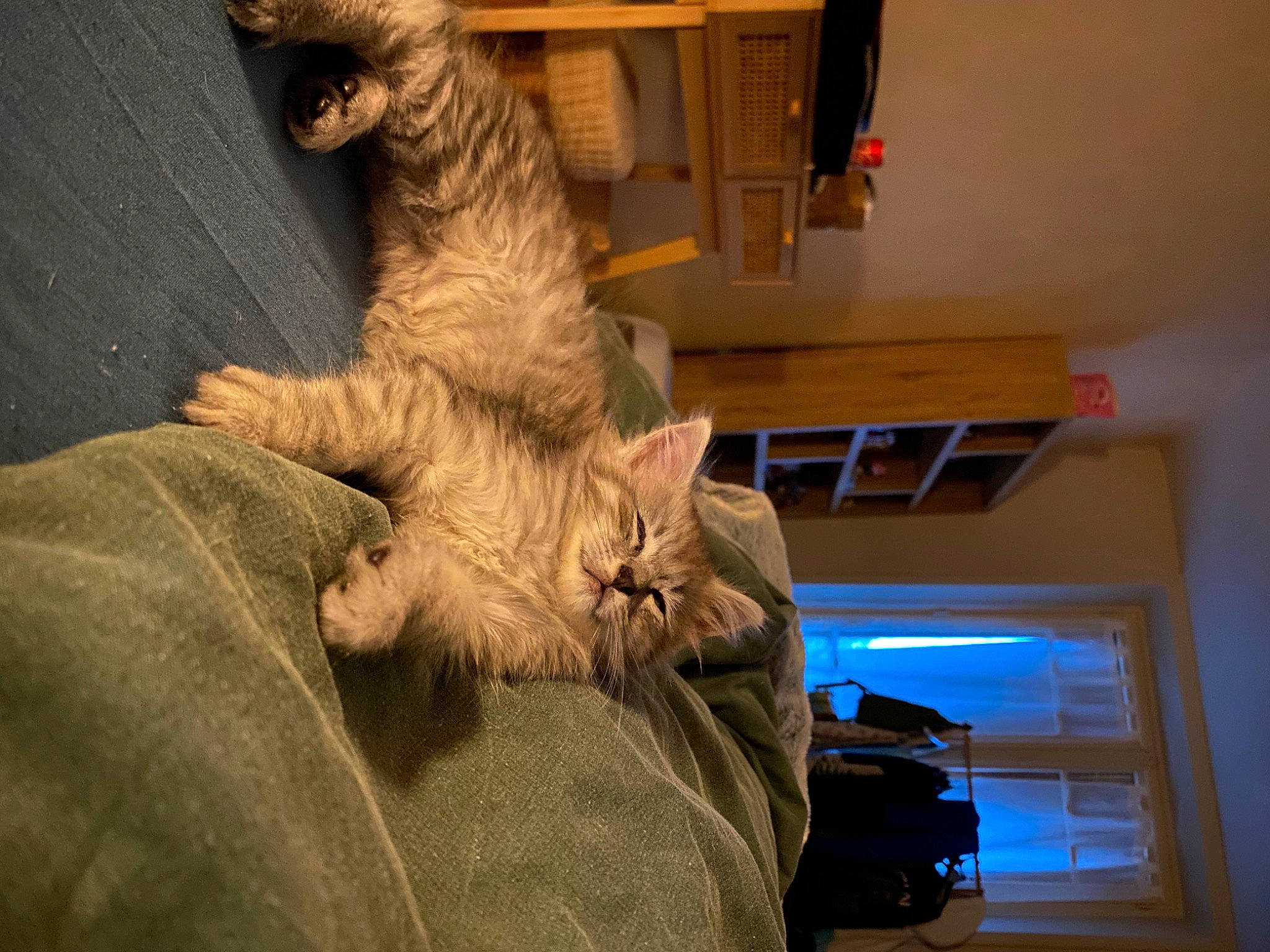 Perle participe au concours pour gagner de l'argent avec cette photo : art, canidae, carnivore, cat, comfort, companion_dog, dog_breed, domestic_short_haired_cat, fawn, felidae, fur, room, sculpture, small_to_medium_sized_cats, sporting_group, statue, tail, toy, whiskers, wood