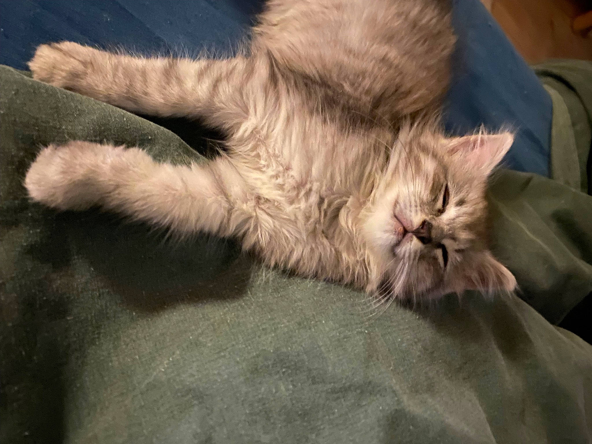 Perle participe au concours pour gagner de l'argent avec cette photo : carnivore, cat, claw, comfort, domestic_short_haired_cat, fawn, felidae, fur, human_leg, lap, nap, paw, sitting, sleep, small_to_medium_sized_cats, snout, tail, whiskers