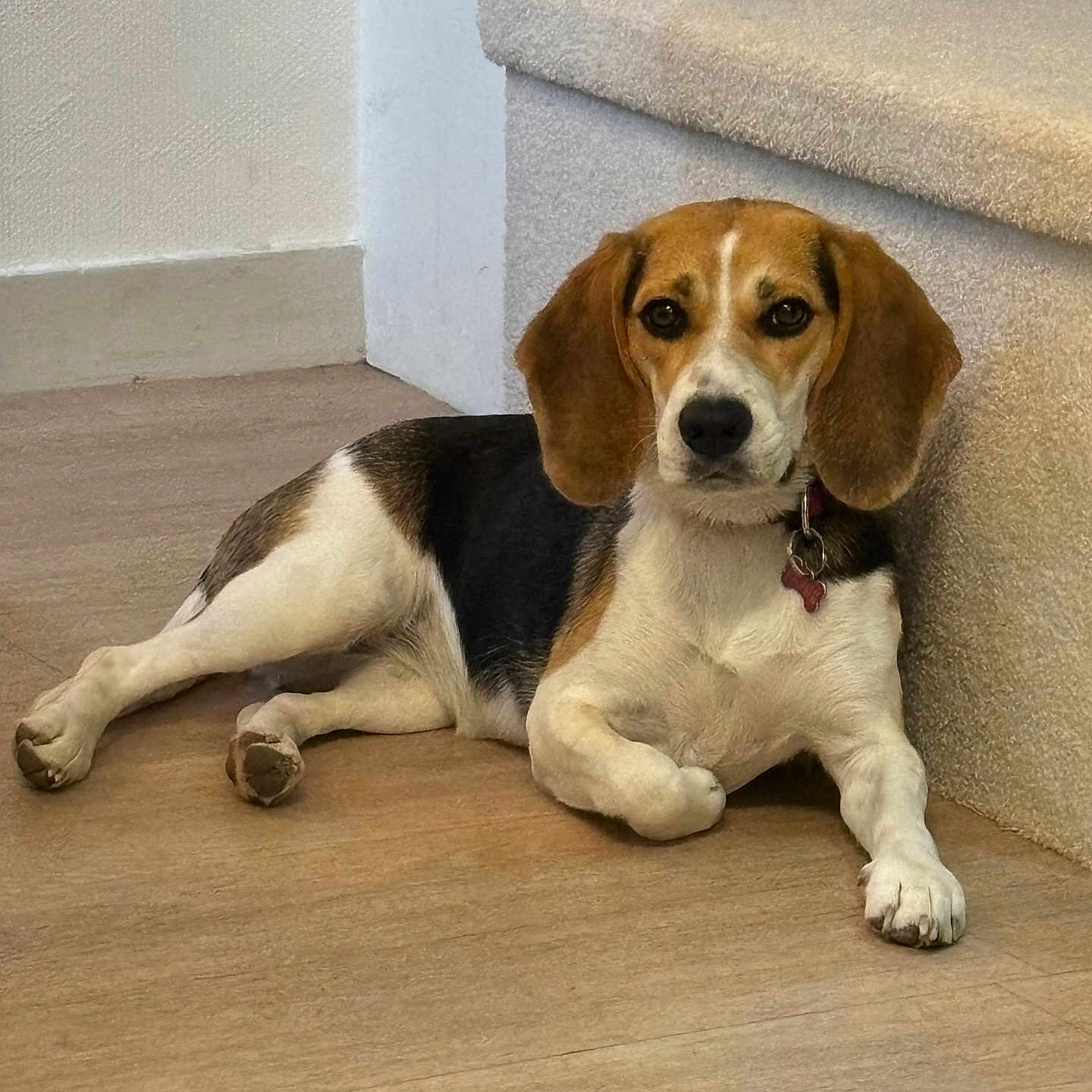 Belle a rejoint le concours — aidez-le/la à gagner de superbes lots ! dog, beagle, pet, indoor, floor, carpet, step, brown, white, black, collar, relaxed, lying_down, animal, cute, domestic, ears, paw, looking, canine