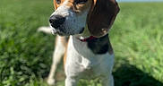Belle a rejoint le concours — aidez-le/la à gagner de superbes lots ! dog, beagle, grass, outdoor, sky, clouds, pet, animal, canine, nature, field, sunlight, collar, ears, snout, fur, portrait, standing, daytime, cute