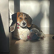 Belle a rejoint le concours — aidez-le/la à gagner de superbes lots ! beagle, puppy, dog, toy, plush_toy, indoor, sunlight, shadow, floor, collar, pet, animal, cute, resting, brown, white, black, ears, nose, paw