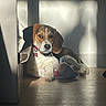 beagle, puppy, dog, toy, plush_toy, indoor, sunlight, shadow, floor, collar, pet, animal, cute, resting, brown, white, black, ears, nose, paw