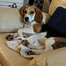 Belle a rejoint le concours — aidez-le/la à gagner de superbes lots ! dog, beagle, couch, blanket, indoor, pet, animal, relaxed, fur, ears, paws, leather, comfort, resting, household, cozy, portrait, looking, canine, domestic