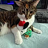 cat, tabby_cat, plush_toy, santa_hat, christmas_tree, indoor, blanket, pet, animal, whiskers, fur, paws, relaxed, holiday, soft_texture, toy, cute, domestic_animal, resting, bedroom