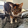 Hershey joined the competition — help win amazing prizes! tabby_cat, cat, pet, indoor, bed, blanket, curious, green_eyes, whiskers, fur, window, blinds, natural_light, cozy, domestic_animal, feline, close_up, soft_light, home, exploring