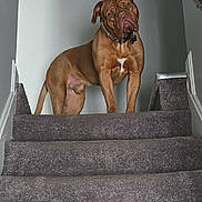 Scooby joined the competition — help win amazing prizes! dog, brown_dog, stairs, carpet, indoor, pet, canine, head_tilt, wall, collar, domestic_animal, animal, curious, standing, home, grey_wall, flooring, looking, portrait, facing_camera