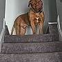 dog, brown_dog, stairs, carpet, indoor, pet, canine, head_tilt, wall, collar, domestic_animal, animal, curious, standing, home, grey_wall, flooring, looking, portrait, facing_camera