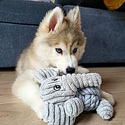 Lovely a rejoint le concours — aidez-le/la à gagner de superbes lots ! puppy, dog, siberian_husky, blue_eyes, stuffed_toy, elephant_toy, floor, wooden_floor, couch, blanket, indoor, pet, animal, cute, fluffy, lying_down, home, toy, young_dog, cozy