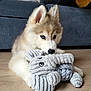 puppy, dog, siberian_husky, blue_eyes, stuffed_toy, elephant_toy, floor, wooden_floor, couch, blanket, indoor, pet, animal, cute, fluffy, lying_down, home, toy, young_dog, cozy