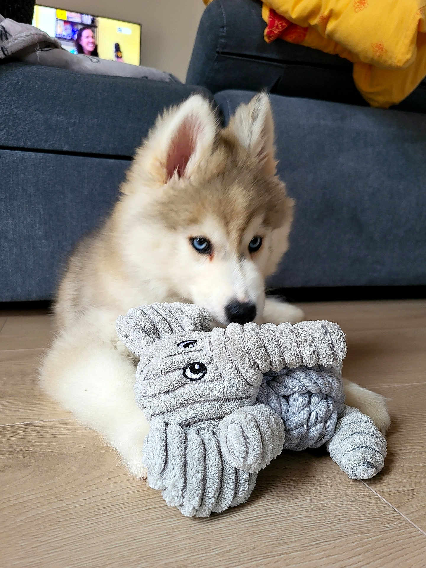 Lovely a rejoint le concours — aidez-le/la à gagner de superbes lots ! puppy, dog, siberian_husky, blue_eyes, stuffed_toy, elephant_toy, floor, wooden_floor, couch, blanket, indoor, pet, animal, cute, fluffy, lying_down, home, toy, young_dog, cozy