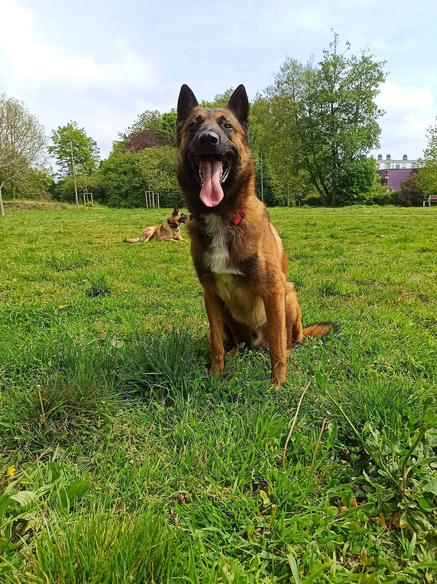 Ringo a rejoint le concours — aidez-le/la à gagner de superbes lots ! canidae, carnivore, cloud, companion_dog, dog, dog_breed, fawn, grass, grassland, guard_dog, herding_dog, molosser, people_in_nature, plant, sky, snout, sporting_group, terrestrial_animal, tree, working_dog