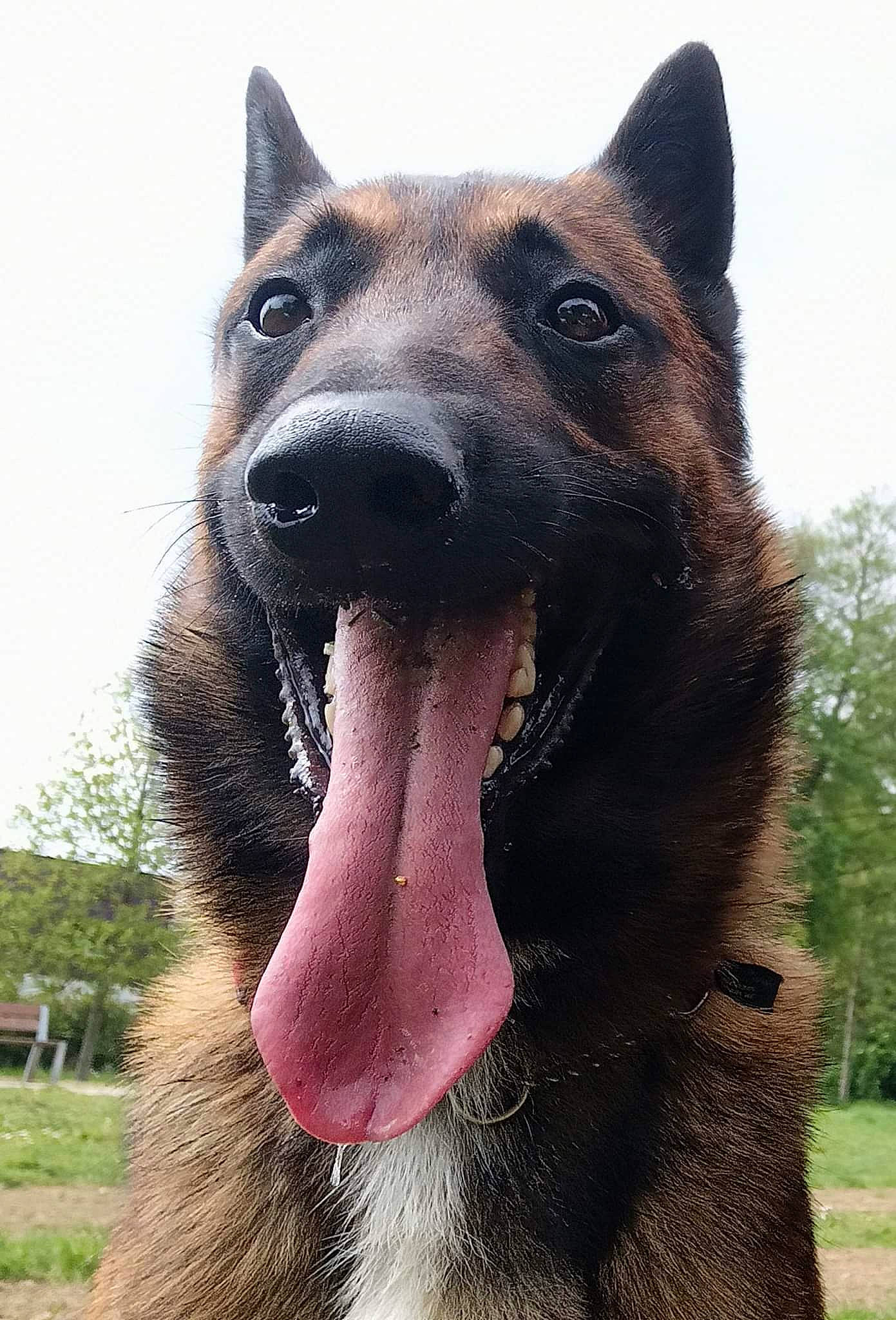 Ringo a rejoint le concours — aidez-le/la à gagner de superbes lots ! canidae, carnivore, dog, dog_breed, eye, fang, fawn, fur, grass, head, human_body, jaw, plant, sky, snout, sporting_group, terrestrial_animal, tree, whiskers, wildlife