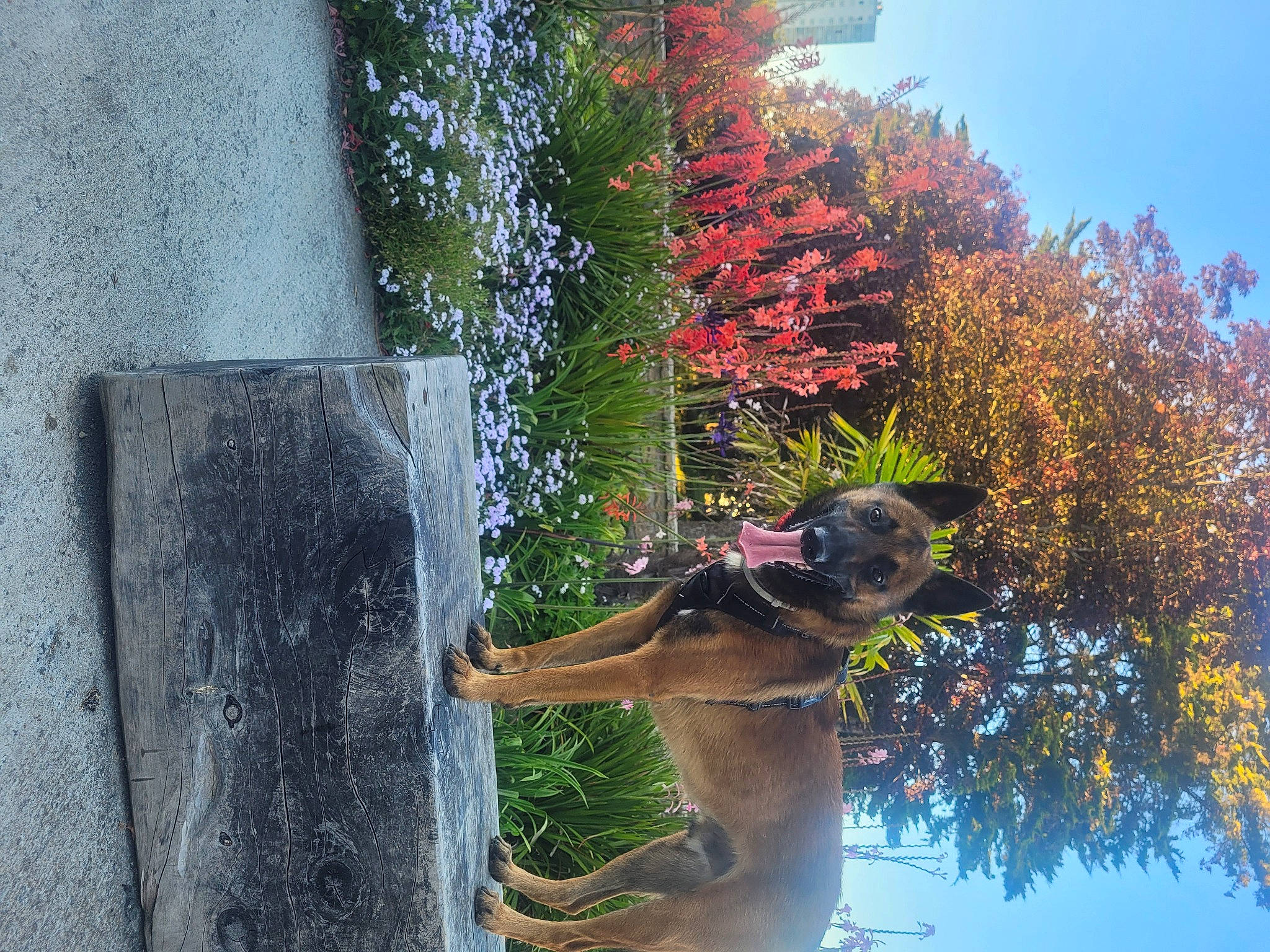 Ringo participe au concours pour gagner de l'argent avec cette photo : art, building, carnivore, dog, fawn, flower, grass, landscape, pet_supply, plant, shrub, sky, tail, tints_and_shades, tree, water, window, wood, woody_plant, working_animal