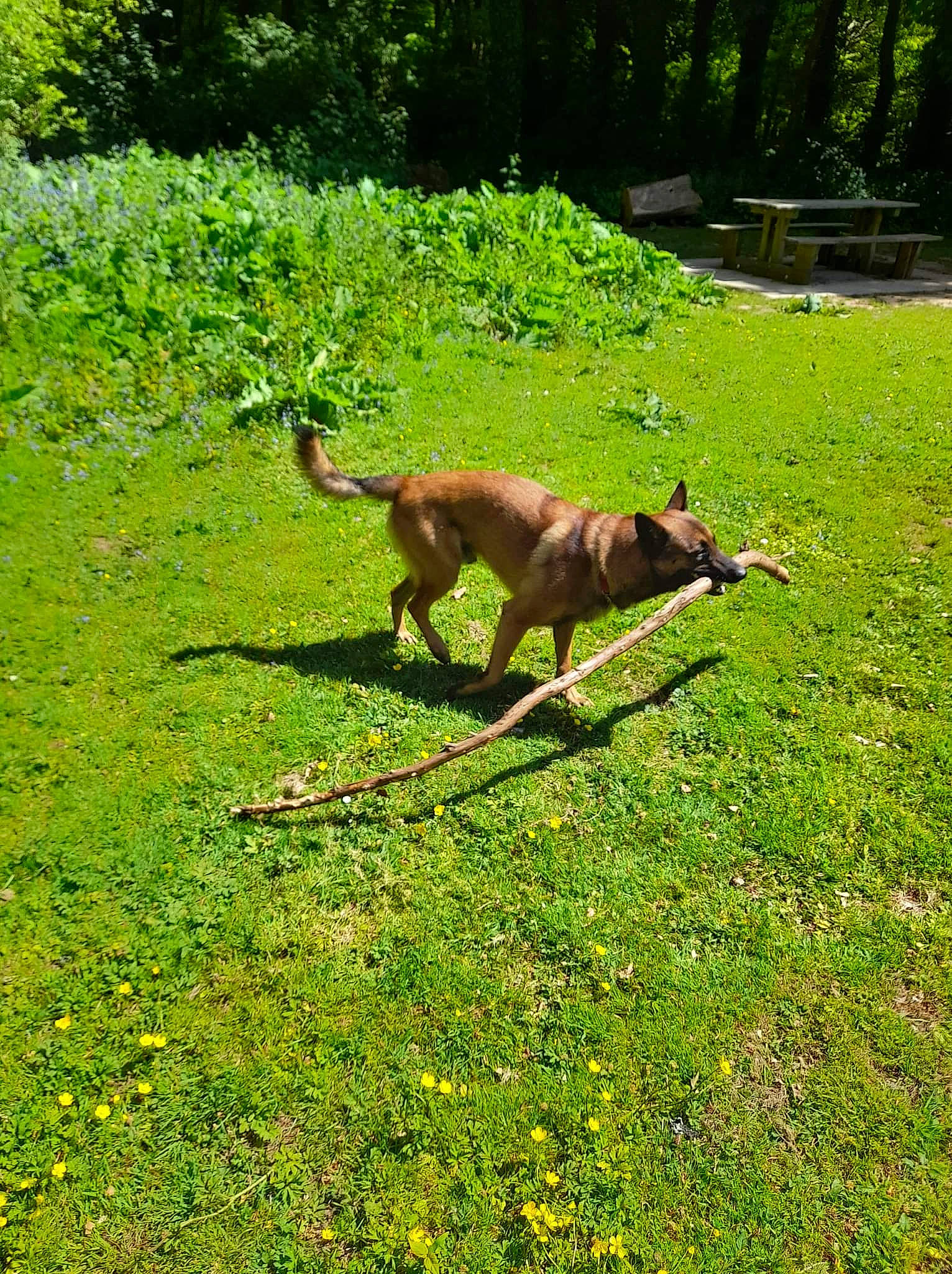 Ringo a rejoint le concours — aidez-le/la à gagner de superbes lots ! canidae, carnivore, companion_dog, dog, dog_breed, fawn, grass, grass_family, grassland, groundcover, lawn, meadow, pasture, people_in_nature, plant, sporting_group, tail, terrestrial_animal, tree, wildlife