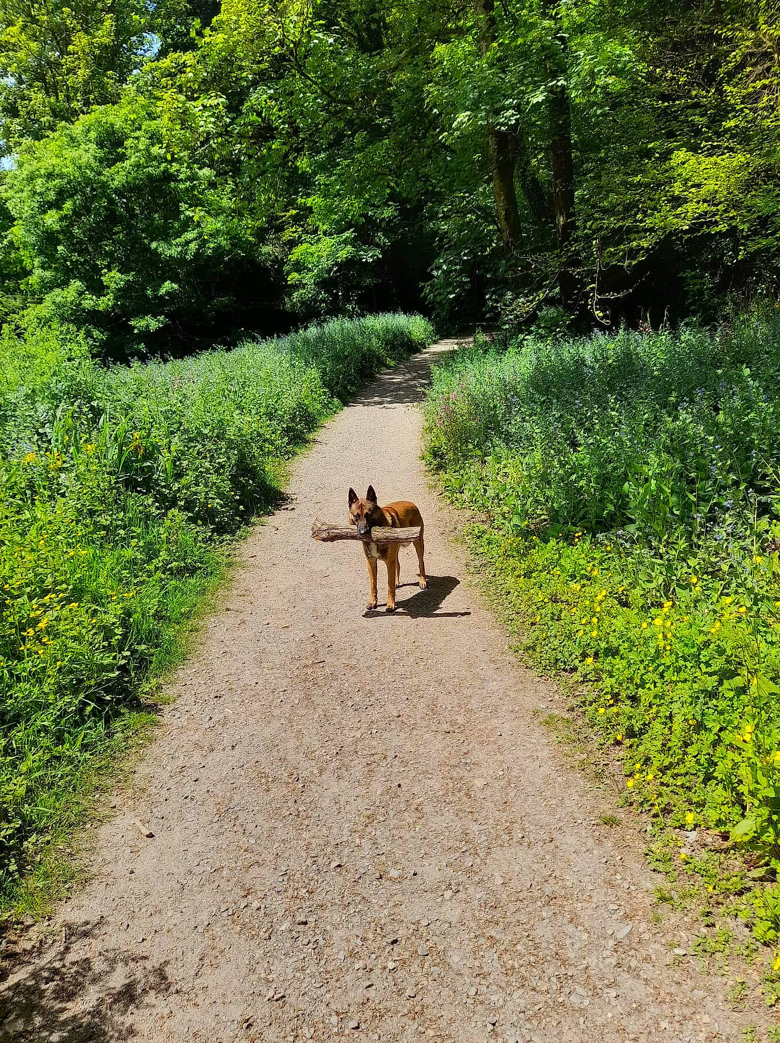Ringo a rejoint le concours — aidez-le/la à gagner de superbes lots ! asphalt, carnivore, companion_dog, fawn, forest, grass, grass_family, groundcover, landscape, natural_landscape, people_in_nature, plant, road, road_surface, shrub, tail, thoroughfare, tree, wood, working_animal