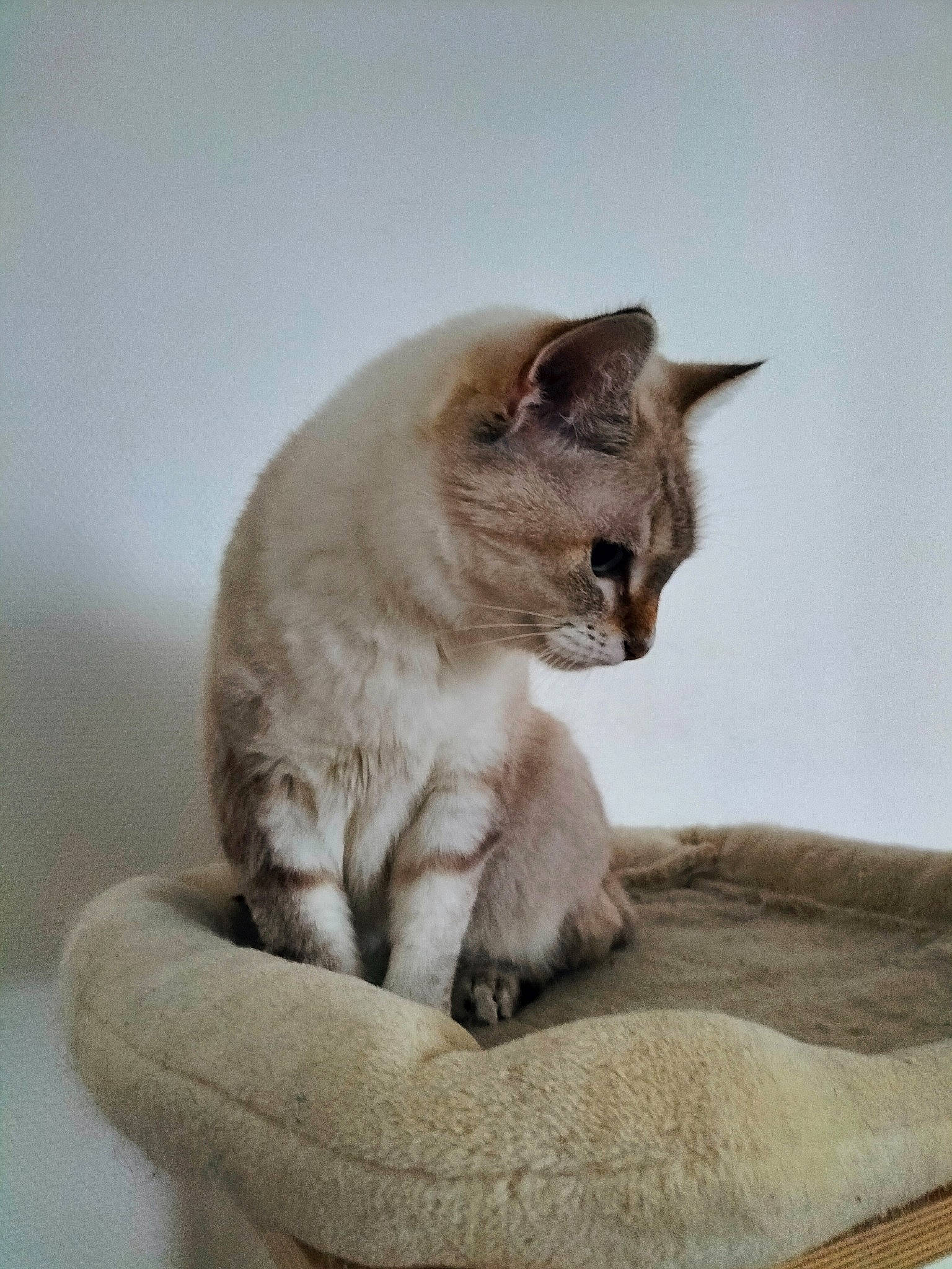 Gossip participe au concours pour gagner de l'argent avec cette photo : birman, carnivore, cat, cat_bed, cat_supply, comfort, domestic_short_haired_cat, fawn, felidae, fur, linens, paw, pet_supply, siamese, small_to_medium_sized_cats, snout, tail, terrestrial_animal, whiskers, window