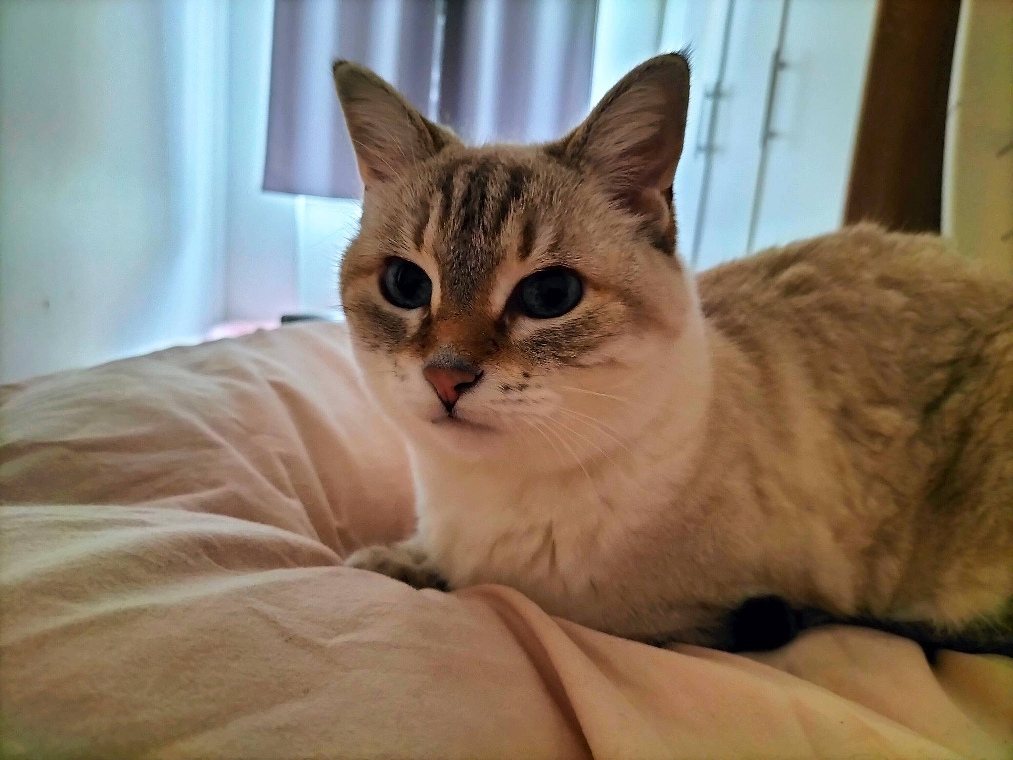 Gossip participe au concours pour gagner de l'argent avec cette photo : bed, carnivore, cat, cat_bed, cat_furniture, cat_supply, claw, comfort, curtain, domestic_short_haired_cat, fawn, felidae, fur, paw, pet_supply, sitting, small_to_medium_sized_cats, snout, whiskers