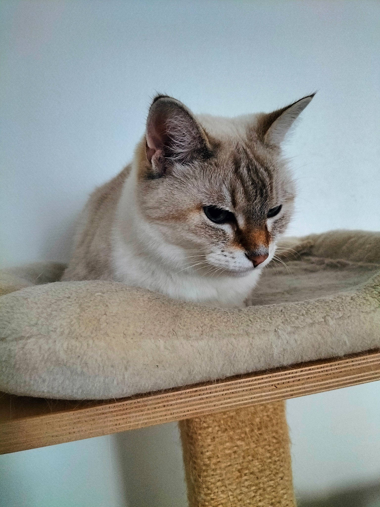 Gossip participe au concours pour gagner de l'argent avec cette photo : art, carnivore, cat, cat_supply, domestic_short_haired_cat, felidae, fur, grey, paw, small_to_medium_sized_cats, tail, whiskers, window, wood