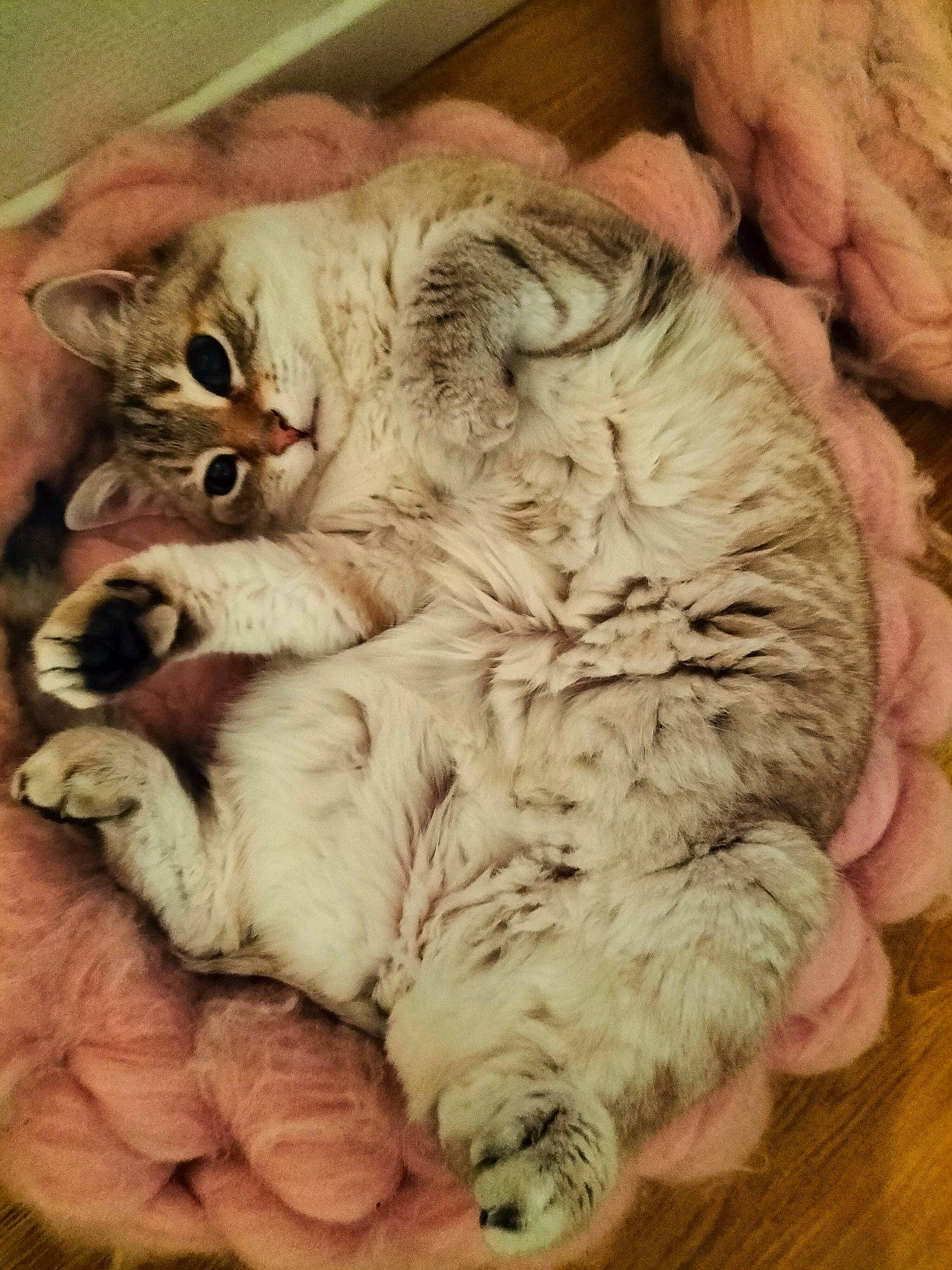 Gossip a rejoint le concours — aidez-le/la à gagner de superbes lots ! carnivore, cat, claw, comfort, domestic_short_haired_cat, ear, felidae, fur, gesture, nap, paw, sleep, small_to_medium_sized_cats, tail, terrestrial_animal, whiskers