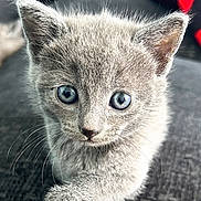 Shadow joined the competition — help win amazing prizes! animal, blue_eyes, cat, closeup, curious, cute, face, fur, gray, indoor, kitten, mammal, paw, pet, resting, small, soft, texture, whiskers, young