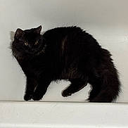 Angel joined the competition — help win amazing prizes! cat, black_cat, feline, bathtub, pet, animal, fur, relaxed, indoor, white_background, resting, mammal, whiskers, tail, claws, cute, domestic_animal, sleepy, cozy, quiet