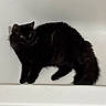 cat, black_cat, feline, bathtub, pet, animal, fur, relaxed, indoor, white_background, resting, mammal, whiskers, tail, claws, cute, domestic_animal, sleepy, cozy, quiet