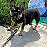 dog, french_bulldog, puppy, outdoor, sidewalk, grass, sunlight, person, towel, tie_dye_shirt, blue_shorts, pet, animal, playful, tongue_out, shadow, summer, happy, cute, closeup