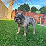 dog, french_bulldog, merle_coat, pet, grass, yard, tree, fence, outdoor, sunny, canine, animal, backyard, greenery, portrait, curious, ears_up, standing, daytime, nature