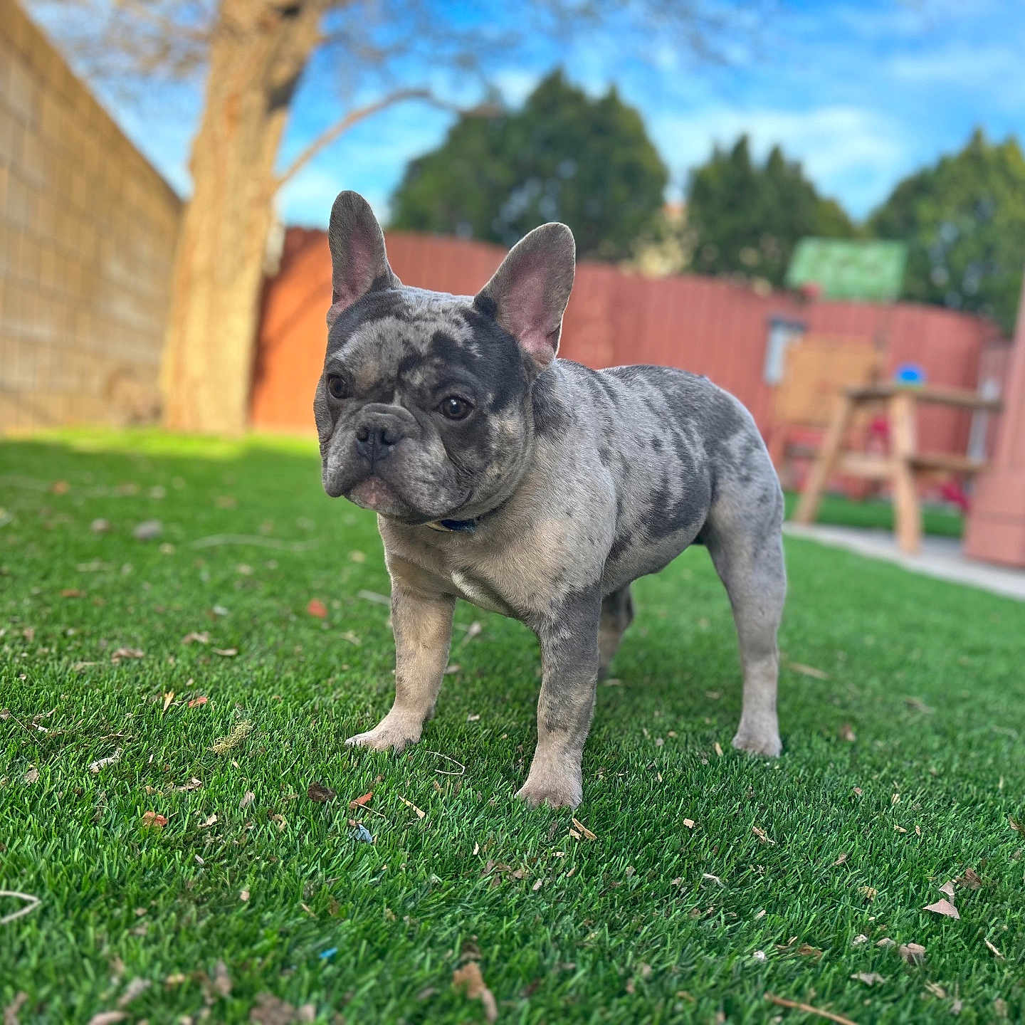 Joker is registered to the contest to win money with this photo: dog, french_bulldog, merle_coat, pet, grass, yard, tree, fence, outdoor, sunny, canine, animal, backyard, greenery, portrait, curious, ears_up, standing, daytime, nature