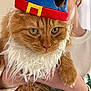 animal, beard, cat, closeup, costume, cute, eyes, feline, fluffy, funny, hand, hat, holiday, indoor, orange_cat, person, pet, portrait, sweater, whiskers