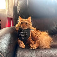 Tito is registered to the contest to win money with this photo: animal, bib, cat, curtains, cute, domestic, feline, fluffy_fur, fur, home, indoor, leather_chair, orange_cat, paw, pet, relaxed, sitting, text_on_bib, whiskers, window_light