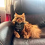 animal, bib, cat, curtains, cute, domestic, feline, fluffy_fur, fur, home, indoor, leather_chair, orange_cat, paw, pet, relaxed, sitting, text_on_bib, whiskers, window_light