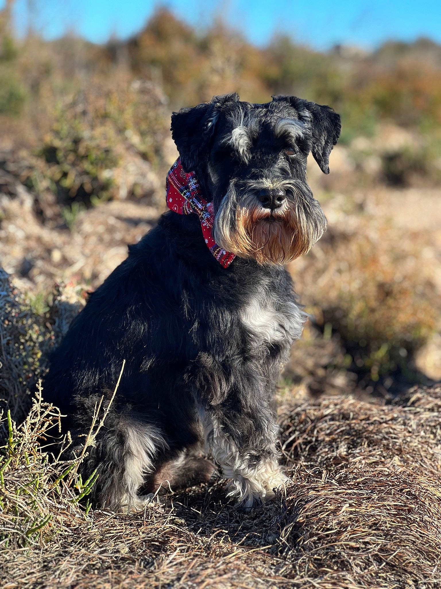 Archibale a rejoint le concours — aidez-le/la à gagner de superbes lots ! carnivore, companion_dog, dog, dog_breed, dog_collar, fur, grass, plant, schnauzer, sky, small_terrier, snout, soil, sporting_group, tail, terrier, toy_dog, water_dog, working_animal, working_dog