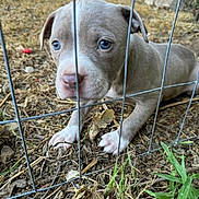 Kea is registered to the contest to win money with this photo: animal, blue_eyes, brown, cage, canine, closeup, curious, dog, earth, fence, grass, leaves, nature, outdoor, paw, pet, puppy, snout, wire, young